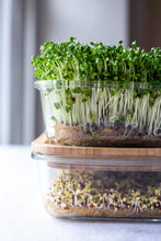 Load image into Gallery viewer, Microgreens Kit
