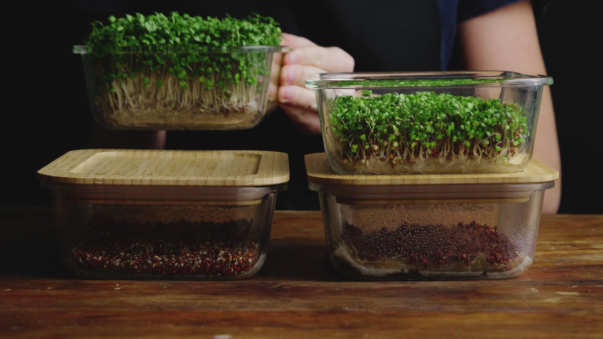 Load video: video of how to grow microgreens at home