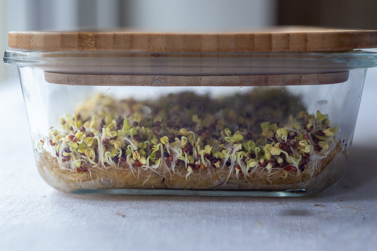 Microgreens Kit