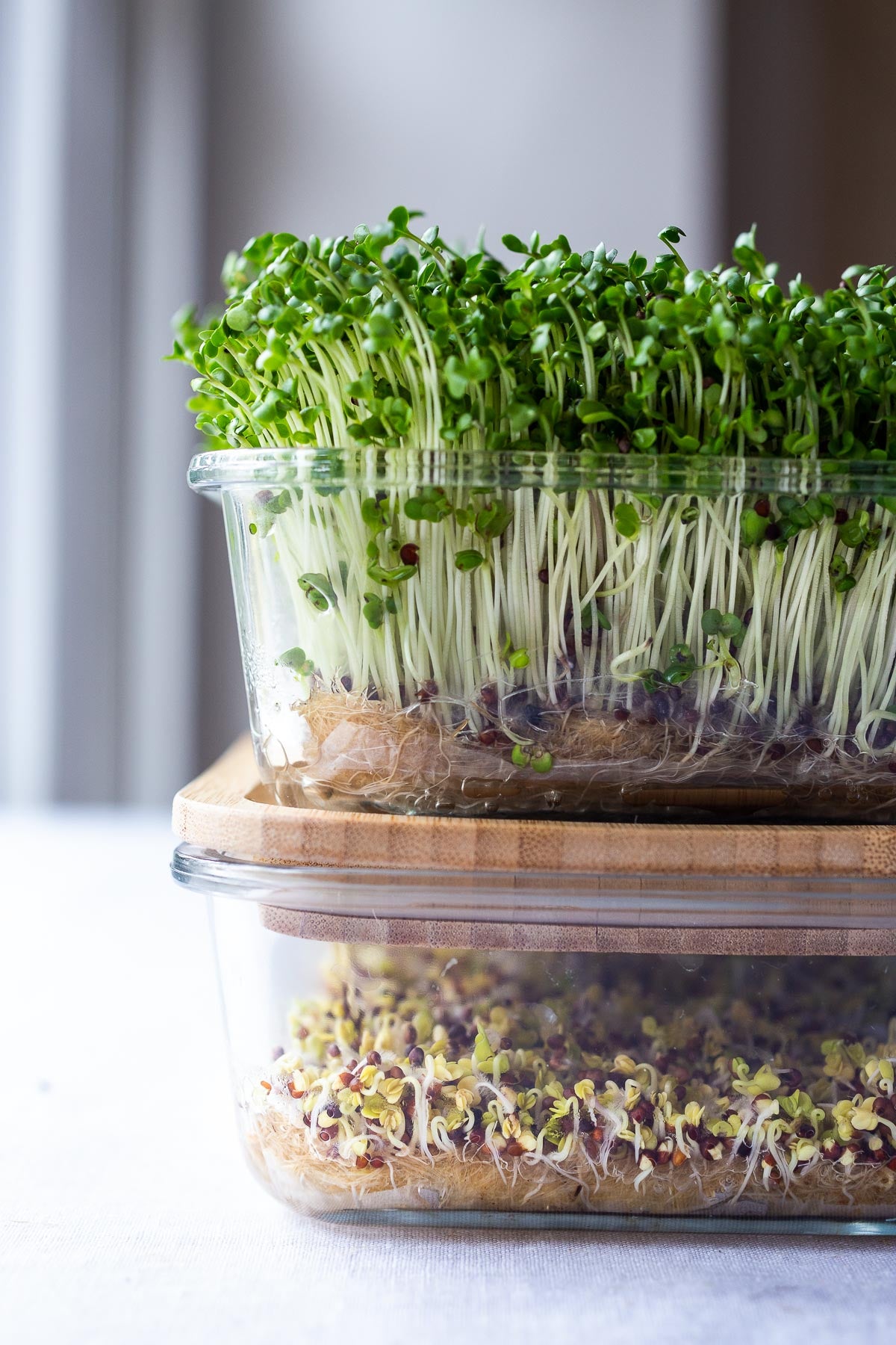 Microgreens Kit