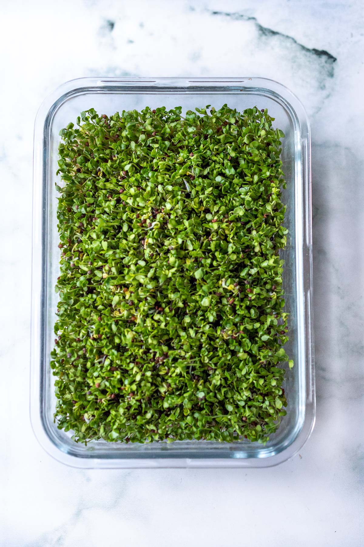 Microgreens Kit