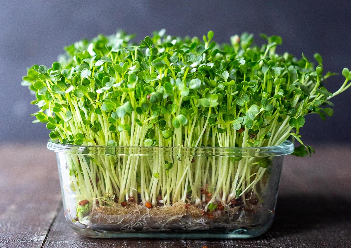 Microgreens Kit