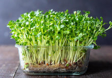 Load image into Gallery viewer, Microgreens Kit
