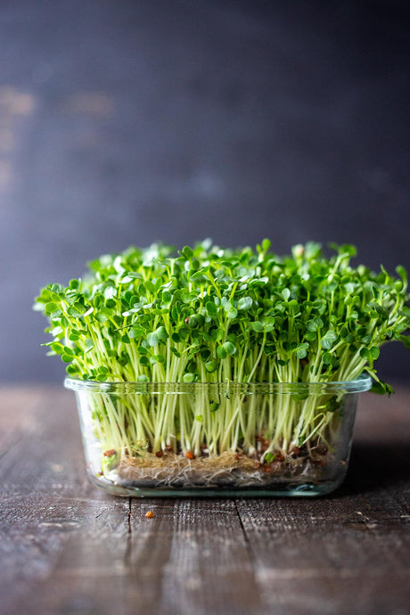 broccoli microgreens #microgreens #hempfiber #seeds #broccoli